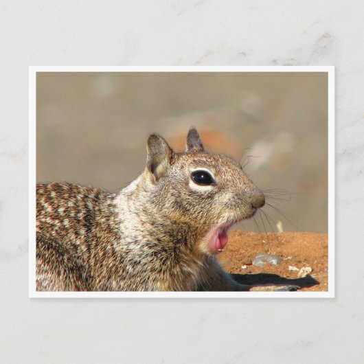 Geliebte Eichhörnchen Postkarte (Vorderseite)