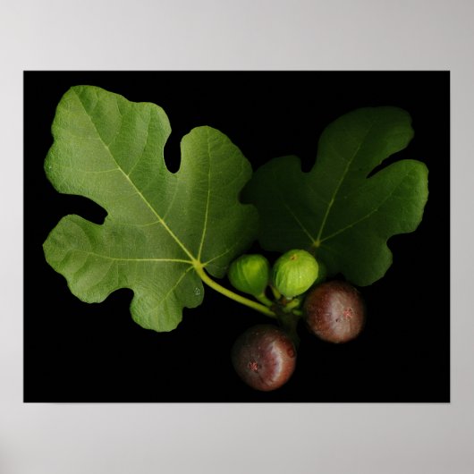 Gelinis Feigenbaumkunst Print Poster (Vorne)