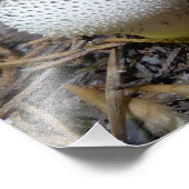 Gem-gekleideter Puffball Fotodruck (Ecke)