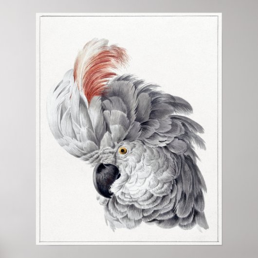 Gemälde eines Cockatoo Head Parrot - Aert Schouman Poster (Vorne)