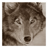 Gemälde von Grauwolf Poster (Vorderseite)