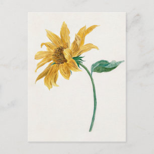 Gemälde Zweig mit einer Sonnenblume (1714–1760)  Postkarte