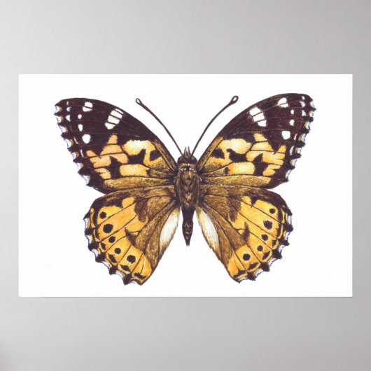 Gemäldeschmetterling Poster (Vorne)