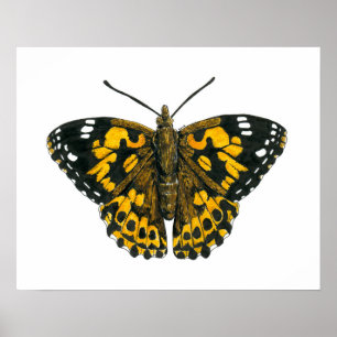 Gemäldeschmetterling Poster