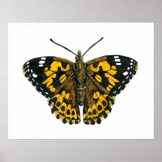 Gemäldeschmetterling Poster (Vorne)