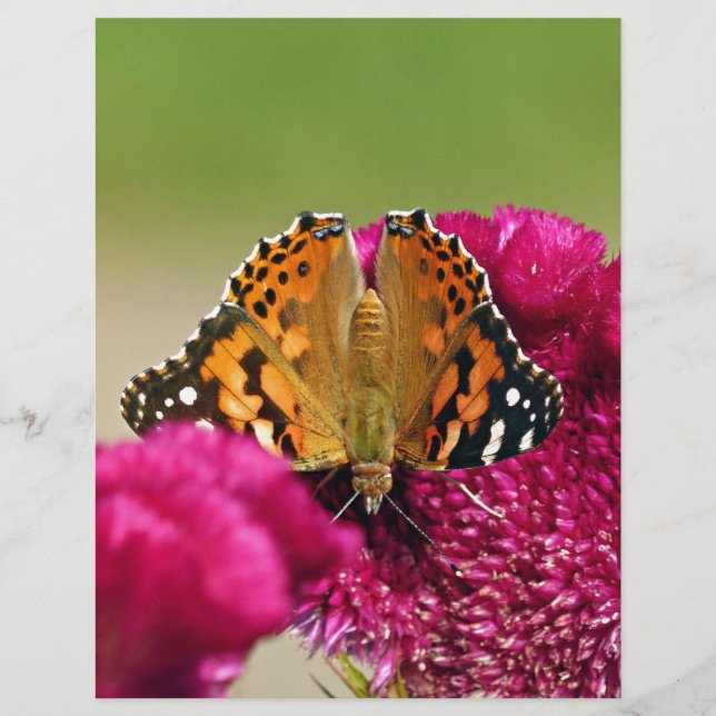 Gemäldete Lady Butterfly (Vorderseite)