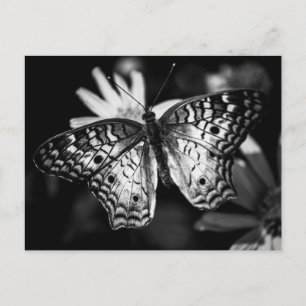 Gemäldete Lady Butterfly - Postkarte