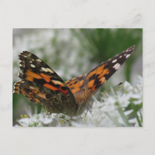 Gemäldete Lady Butterfly Postkarte