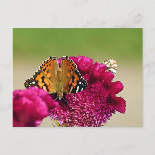 Gemäldete Lady Butterfly Postkarte (Vorderseite)