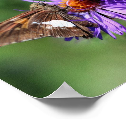 Gemäldete Lady Butterfly Wildblume Mirror Abstrakt Poster (Ecke)