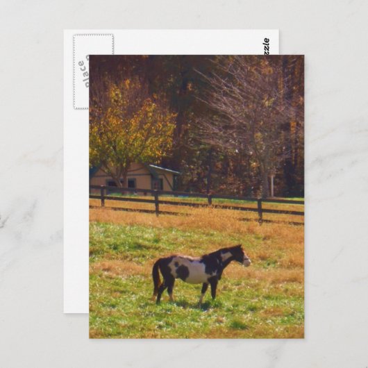 Gemäldetes Pferd in der Ferne Postkarte (Vorne/Hinten)
