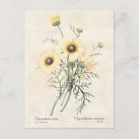 Gemalt Daisy Chrysanthemum Vintag Botanisch