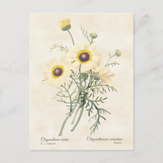 Gemalt Daisy Chrysanthemum Vintag Botanisch Postkarte (Vorderseite)