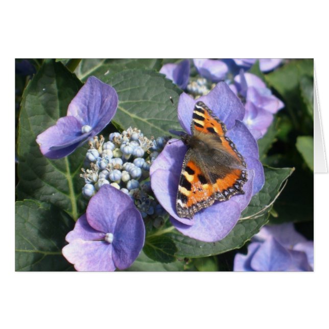 Gemalte Dame Butterfly 1 (Vorderseite (Horizontal))