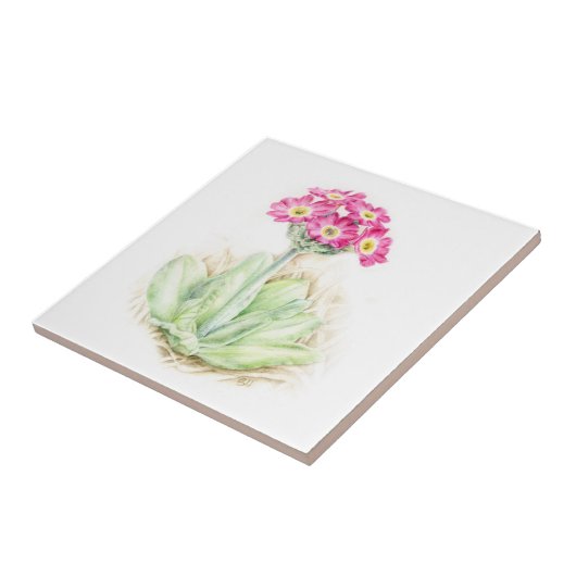 Gemalte Fliese der Primel rosa schöne Kunst (Seite)