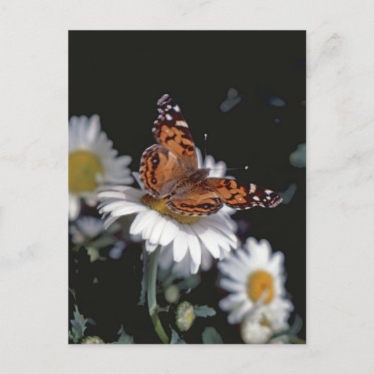 Gemalte Lady Butterfly auf der Daisy Postcard Postkarte (Vorderseite)