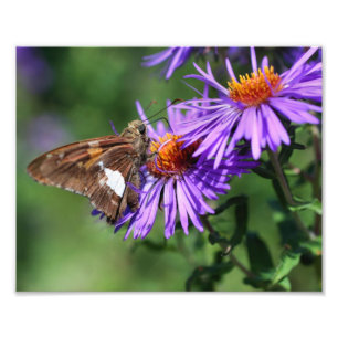 Gemalte Lady Butterfly auf Wild Aster Blume 8x10 Fotodruck