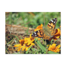 Gemalte Lady Butterfly auf Zinnia Postcard