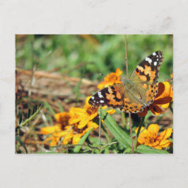 Gemalte Lady Butterfly auf Zinnia Postcard Postkarte