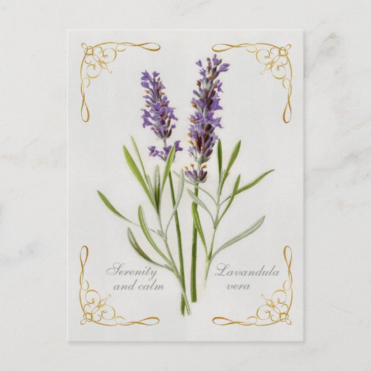 Gemalte Lavandula-Vera-Ruhe und -ruhe Postkarte (Vorderseite)
