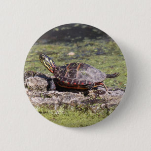 Gemalte Ostschildkröte Button