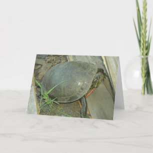 Gemalte Schildkröte (Chrysemys picta) Karte