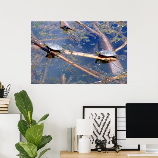 Gemalte Schildkröten (Chrysemys picta) Poster (Heimbüro)