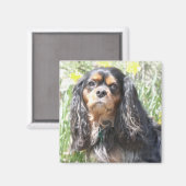Gemalter Cavalier King Charles Spaniel Magnet (Vorderseite/Rückseite)