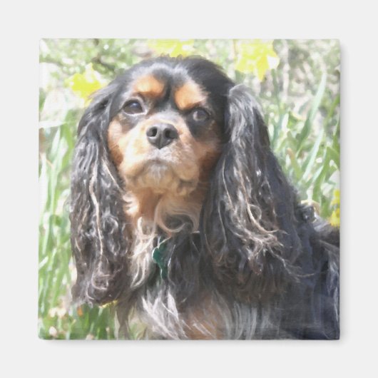 Gemalter Cavalier King Charles Spaniel Magnet (Vorne)