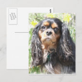 Gemalter Cavalier King Charles Spaniel Postkarte (Vorne/Hinten)