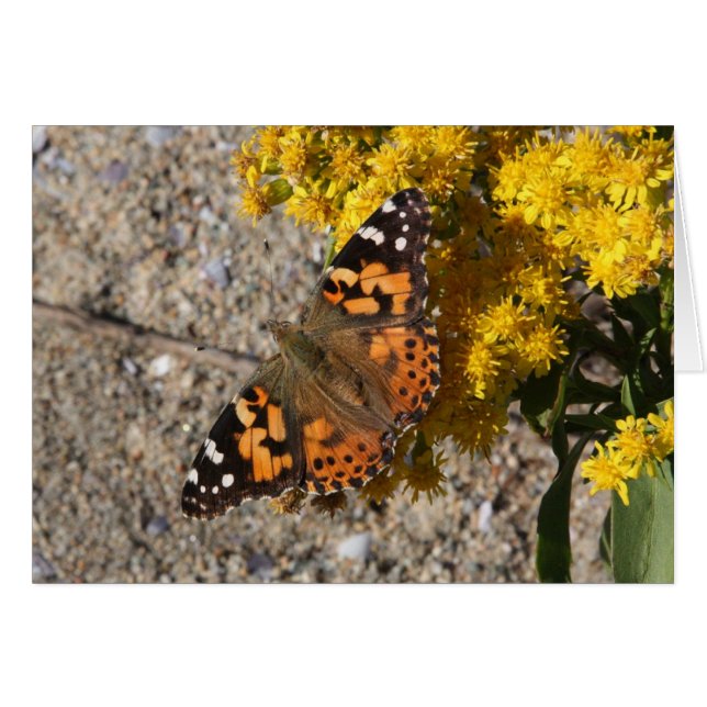 Gemalter Damenschmetterling (Vorderseite (Horizontal))