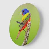 Gemalter Mann der Flaggen-(Passerina ciris) hockte Große Wanduhr (Winkel)