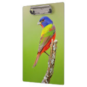 Gemalter Mann der Flaggen-(Passerina ciris) hockte Klemmbrett (Links)