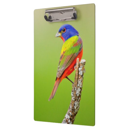 Gemalter Mann der Flaggen-(Passerina ciris) hockte Klemmbrett (Links)