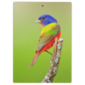 Gemalter Mann der Flaggen-(Passerina ciris) hockte Klemmbrett (Rückseite)