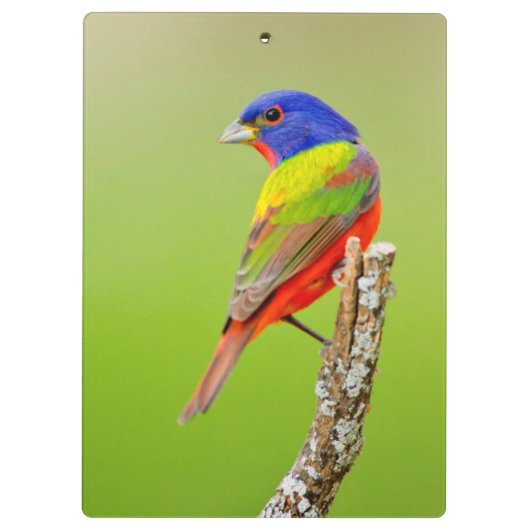 Gemalter Mann der Flaggen-(Passerina ciris) hockte Klemmbrett (Rückseite)