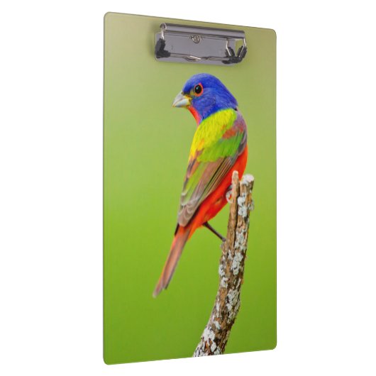 Gemalter Mann der Flaggen-(Passerina ciris) hockte Klemmbrett (Rechts)