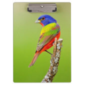 Gemalter Mann der Flaggen-(Passerina ciris) hockte Klemmbrett (Vorderseite)