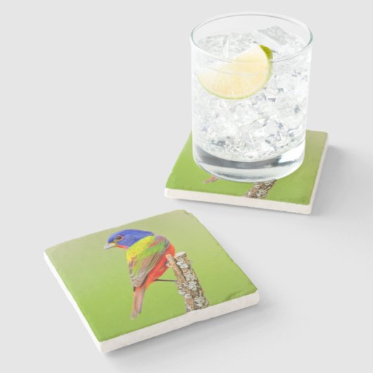 Gemalter Mann der Flaggen-(Passerina ciris) hockte Steinuntersetzer (Seitenansicht)