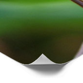 Gemalter Poster des Prachtbuntsperlings (Ecke)