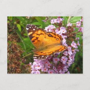Gemalter Schmetterling ~ Postkarte