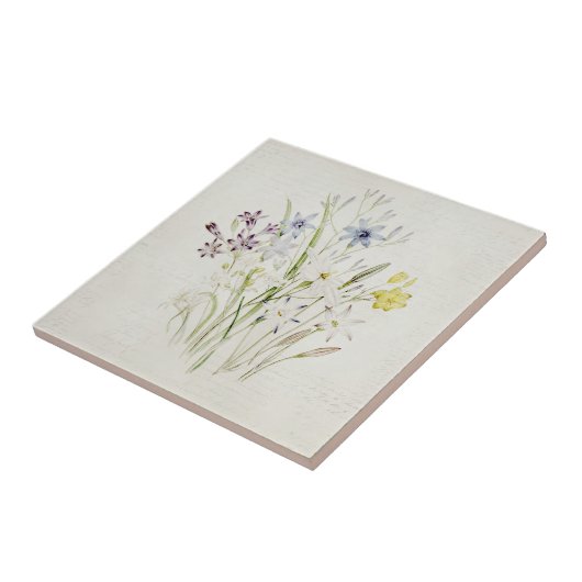 Gemaltes Conanthera Blumen-Blumenstrauß-Vintages Fliese (Seite)