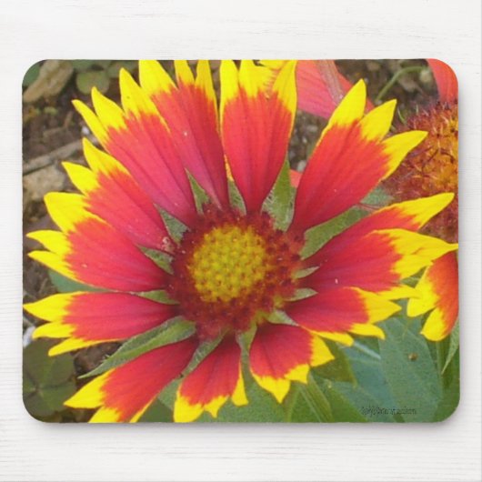 Gemaltes Gänseblümchen Mousepad (Vorne)