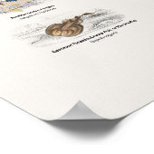 Gemäßigte Meeresfische - Naturalist's Library Poster (Ecke)