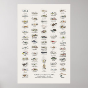 Gemäßigte Meeresfische - Naturalist's Library Poster