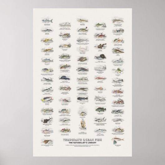 Gemäßigte Meeresfische - Naturalist's Library Poster (Vorne)