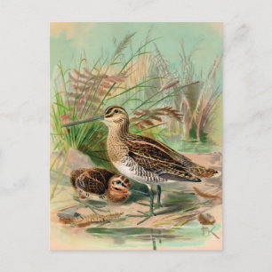 Gemeine Bekassine Vintage Vogelillustration Postkarte