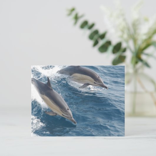 Gemeine Delphin Postkarte (Stehend Vorderseite)