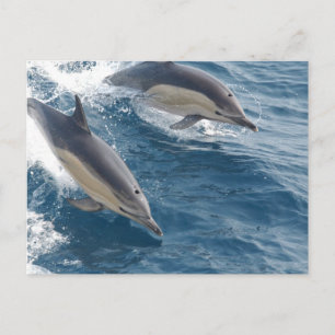 Gemeine Delphin Postkarte
