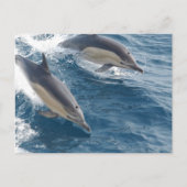 Gemeine Delphin Postkarte (Vorderseite)
